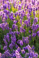 Close up, macro view of vibrant purple lavender flowers in soft evening sunlight. Golden light, delicate texture and fragrant essence of blooming plants in full summer. Natural background, lanscape
