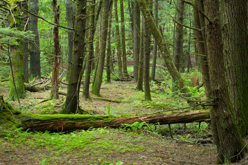 Mature eastern hemlock forest scene in Newport, New Hampshire.