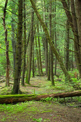 Fototapeta premium Mature eastern hemlock forest scene in Newport, New Hampshire.