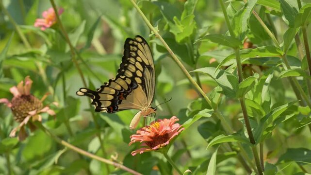 Ventral view of a Giant Swallowtail butterfly hastily feeding on a Zinnia flower before flying out of the frame