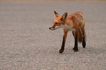 Urban Wildlife photograph of a red fox walking across a paved parking lot