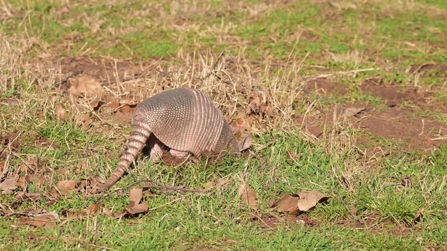 Nine-banded Armadillo digging a hole in a backyard, slinging dirt, looking for bugs in daylight in very early spring