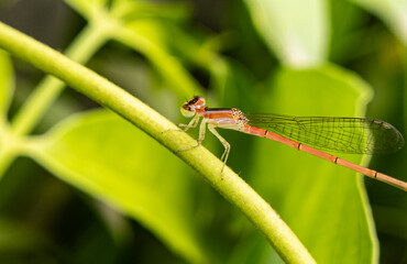 Delicate Beauty – Close-Up Macro of a Baby Butterfly in Stunning Detail