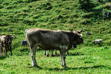 Close-up of a brown cow standing on a lush green alpine meadow with other cows grazing in the background, surrounded by the scenic Swiss Alps landscape.