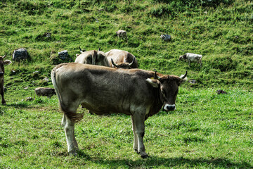 Close-up of a brown cow standing on a lush green alpine meadow with other cows grazing in the background, surrounded by the scenic Swiss Alps landscape.