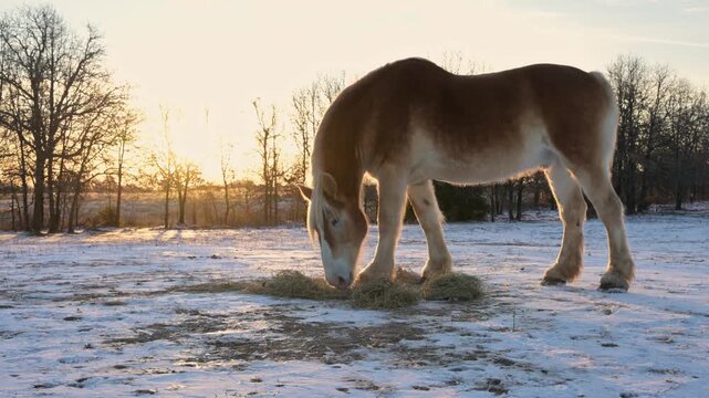 Wide view of a beautiful Belgian draft horse eating hay at sunrise on a winter morning