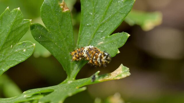 Early instar of a Black Swallowtail butterfly caterpillar on its host plant parsley