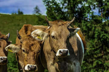 Close-up portrait of a brown Swiss cow with traditional bell standing on a green alpine meadow near Seealpsee in Appenzell, Switzerland, with evergreen forest in the background.