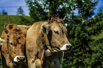 Close-up portrait of a brown Swiss cow with traditional bell standing on a green alpine meadow near Seealpsee in Appenzell, Switzerland, with evergreen forest in the background.