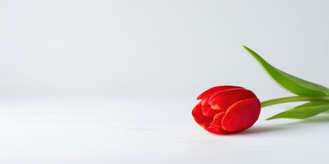 Red Tulip on White Background