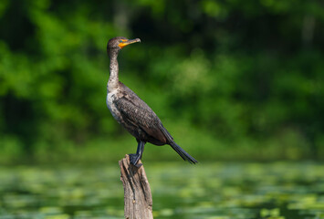 Double Crested Cormorant Sitting on a Log in a Lake, Fishers, Indiana. 