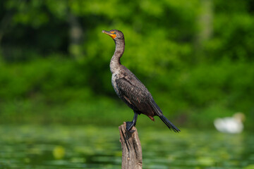Double Crested Cormorant Sitting on a Log in a Lake, Fishers, Indiana. 