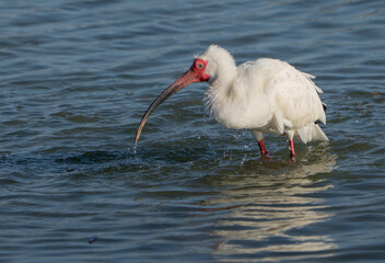 White Ibis Preening and Splashing in Shallow Water, Summer, Texas, 