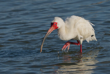 White Ibis Preening and Splashing in Shallow Water, Summer, Texas, 