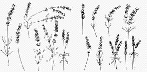 Black and white drawing of lavender sprigs, some tied with ribbons, on a transparent background. © ArtLuna Studio