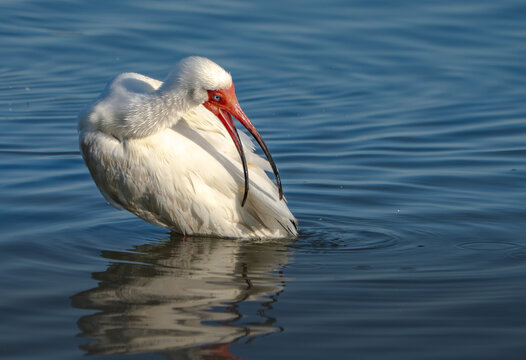 White Ibis Preening and Splashing in Shallow Water, Summer, Texas,  - Powered by Adobe