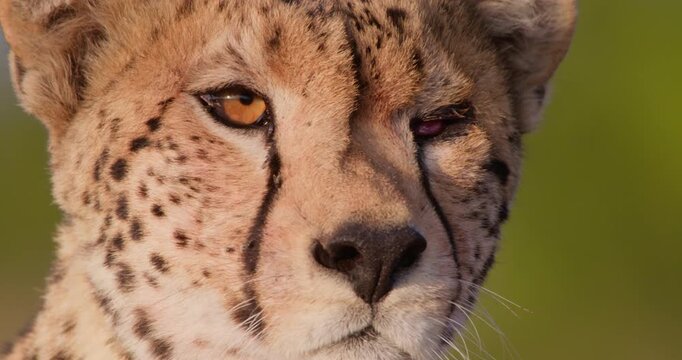 Extreme close-up of face of Cheetah (Acinonyx jubatus) scanning savannah with green backdrop in evening in Kenya