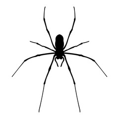 Silhouette of black spider.Vector spider icon.Large scary spider isolated on transparent background.