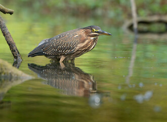 Green Heron by Creek in Morning Light, Spring, Fishers, Indiana