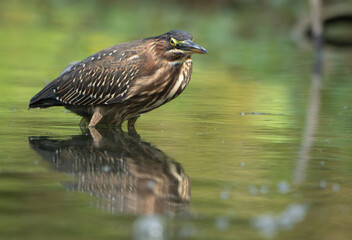 Green Heron by Creek in Morning Light, Spring, Fishers, Indiana