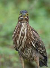 Green Heron by Creek in Morning Light, Spring, Fishers, Indiana