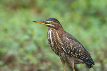 Green Heron by Creek in Morning Light, Spring, Fishers, Indiana