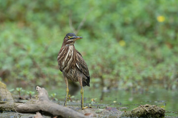 Green Heron by Creek in Morning Light, Spring, Fishers, Indiana