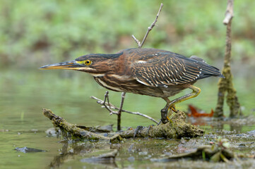 Green Heron by Creek in Morning Light, Spring, Fishers, Indiana