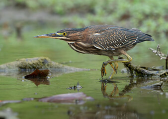Green Heron by Creek in Morning Light, Spring, Fishers, Indiana
