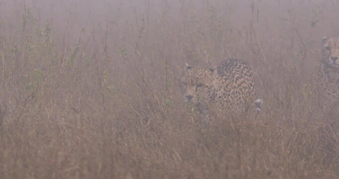 Wide of two Cheetahs (Acinonyx jubatus) walking through tall dry grass and other limping and leaping onto mound in foggy morning in Kenya