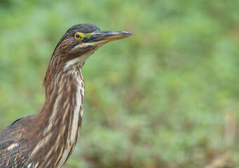 Green Heron by Creek in Morning Light, Spring, Fishers, Indiana