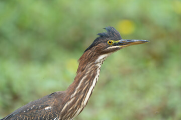 Green Heron by Creek in Morning Light, Spring, Fishers, Indiana