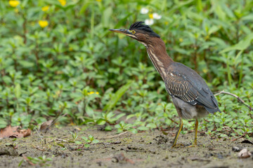 Green Heron by Creek in Morning Light, Spring, Fishers, Indiana