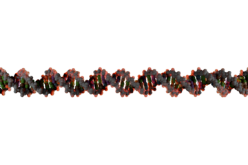 Scientifically accurate right-handed DNA double helix structure. 3D rendered molecular model with realistic base pair spacing, white backbone and mixed base pairs isolated on transparent background.