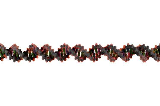 Scientifically accurate right-handed DNA double helix structure. 3D rendered molecular model with realistic base pair spacing, white backbone and mixed base pairs isolated on transparent background.