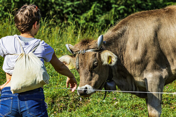 Brown Swiss cow with traditional bell affectionately interacting with a person on a sunny day in an alpine meadow near Seealpsee in Appenzell, Switzerland, with lush green background.
