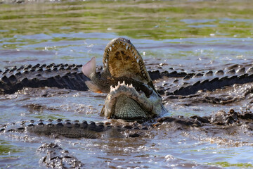 American Alligator eating a Fresh Tilapia Catch Feeding Frenzy 
