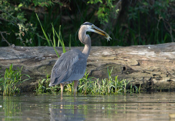 Great Blue Heron standing in a local lake fishing in early morning light. Spring, Fishers, Indiana. 