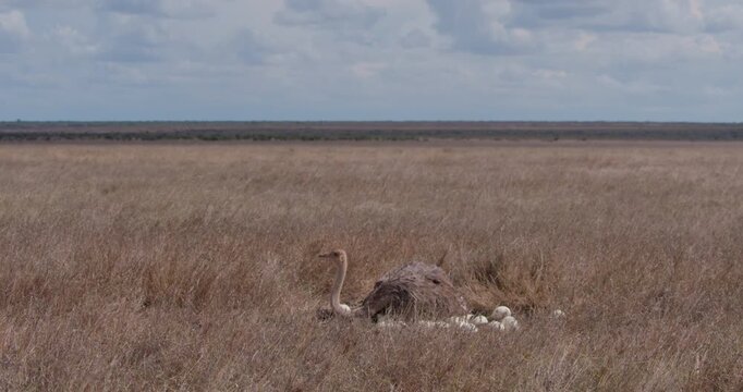 Wide of female Ostrich (Struthio camelus massaicus) sitting on eggs in nest on ground on hot sunny day in Savannah in Kenya