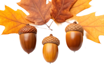 A close up of three acorns with brown caps and yellow and brown leaves on a black background studio shot