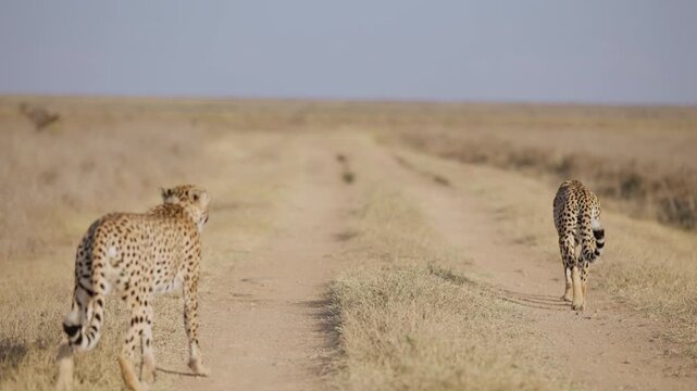 Wide gimbal tracking of pair of Cheetah (Acinonyx jubatus) running in tall dry grass in savannah in evening in Kenya