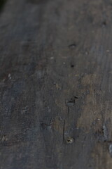 Close-up of weathered wood surface showing texture and detail