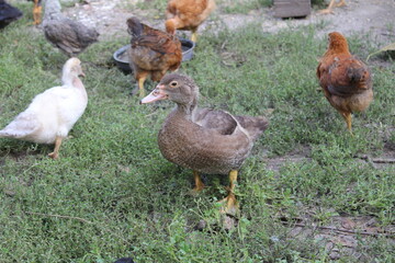 Duckling Close-Up Portrait of a Young Duck in Natural Setting
