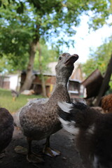 Duckling Close-Up Portrait of a Young Duck in Natural Setting