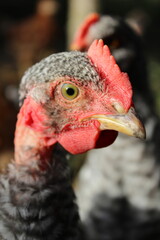 Close-up of a Chicken's Head Detailed Features and Textures