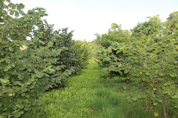 Hazelnuts Growing on a Branch