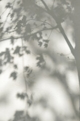 Natural shade from plants. The mesh lighting effects of the soft overlay are transparent on the white wall.