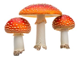 A group of three fly agaric mushrooms showcasing their vibrant red caps and white speckled patterns nicely