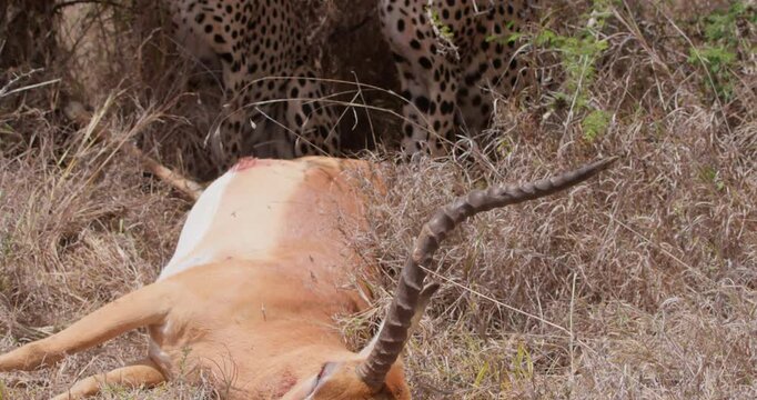 Wide of Cheetah (Acinonyx jubatus) sitting in shade with carcass of Impala (Aepyceros melampus) in sunny day in Savannah grassland in Kenya