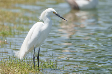 Obraz premium White Egret Sitting Bank of Lake Waiting for Prey, Summer, South Texas.